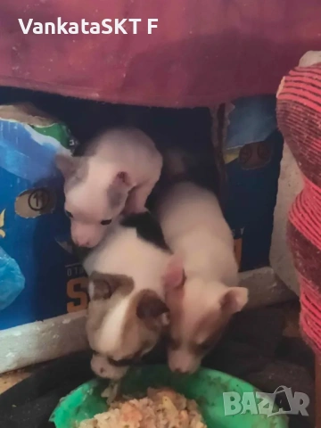 Пинчерчета