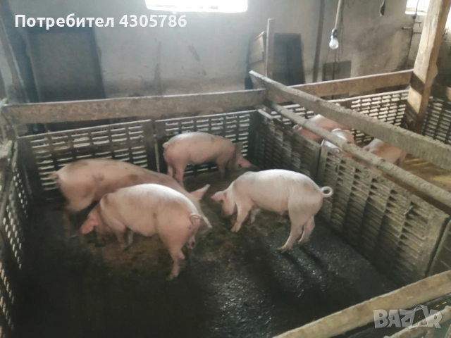 Малки прасета, снимка 2 - Прасета - 49519207