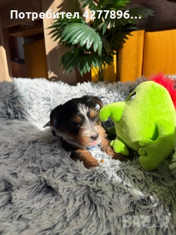 Бийвър йоркширски териер, снимка 2 - Йоркширски териер - 53834267