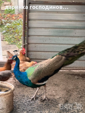 Индийски пауни мъжки и женски, снимка 2 - други­ - 52899128