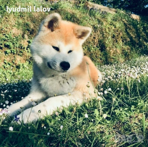 Акита Ину родословие документи