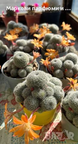 Кактуси Rebutia cv. Sunrise (Orange Flower), 22 лв, снимка 3 - Градински цветя и растения - 45584506