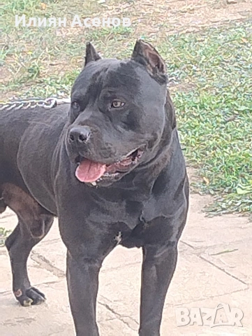 Зевс за разплод