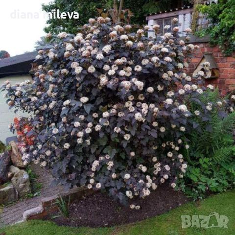 Физокарпус Диабло, Physocarpus Opulifolius Diablo, снимка 4 - Градински цветя и растения - 45688473