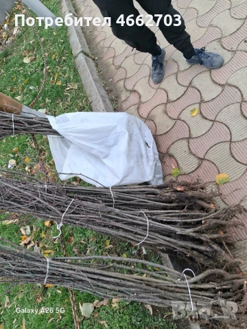 Вишна планта, снимка 2 - Разсади - 52566098