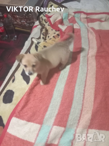 Ciho pomeran, снимка 4 - Померан - 52938357