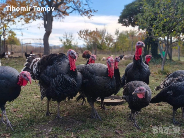 продавам пуйки пуяци 
