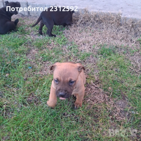 Продават се питбулчета!, снимка 8 - Питбул - 53116907