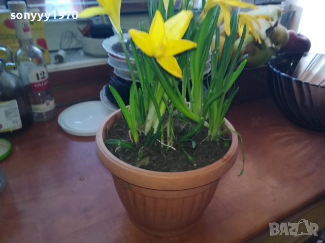 ЦВЕТЯ В САКСИЯ 1910251229, снимка 4 - Градински цветя и растения - 52105462