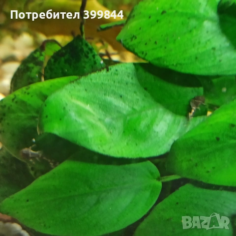 Анциструси