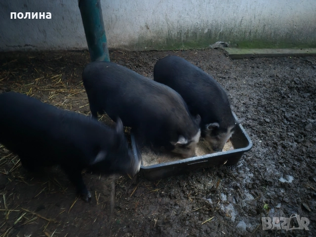 Виетнамски прасета на 10 месеца и 1 година