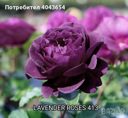 Рози в контейнер , снимка 3 - Градински цветя и растения - 44950253