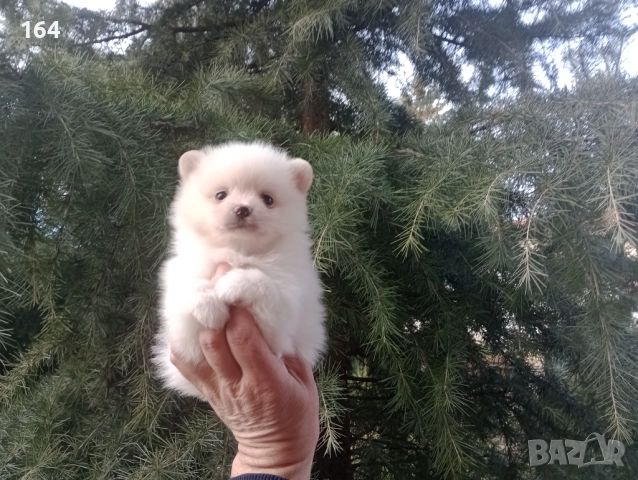 Бели мъжки и женски Померани. Реални снимки от 02.01.26 г. , снимка 6 - Померан - 52908974