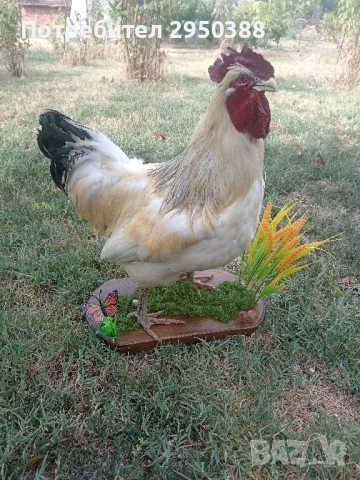 Препариран петел за декорация 