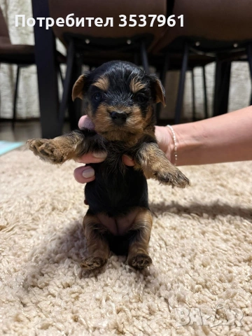 Йоркширски териер (Йорки)