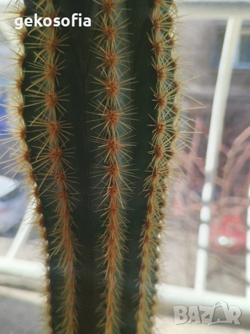 Продавам кактуси 3 броя, снимка 3 - Стайни растения - 53844933
