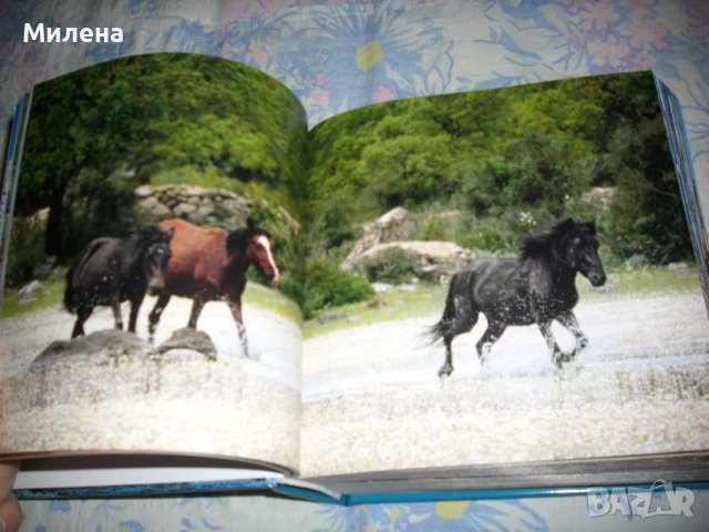 Албуми, снимка 2 - Други - 53650290