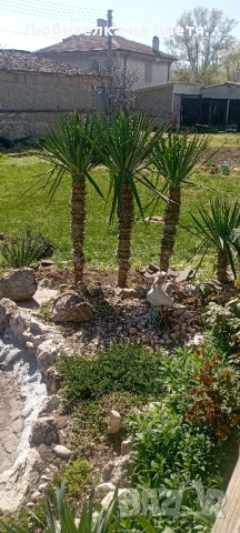 палма юка два вида, снимка 4 - Градински цветя и растения - 45026142