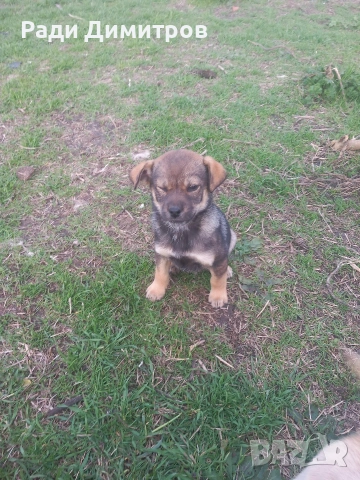 ПОДАРЯВАМ КУЧЕНЦА, снимка 4 - Други - 54158083