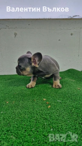 Продавам две  френски булдочета, снимка 2 - Френски булдог - 52897524