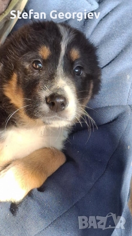 Подаряват се кученца на два месеца, снимка 3 - Каракачанска овчарка - 52944260