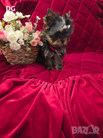 йоркширски териер, снимка 2 - Йоркширски териер - 53935987