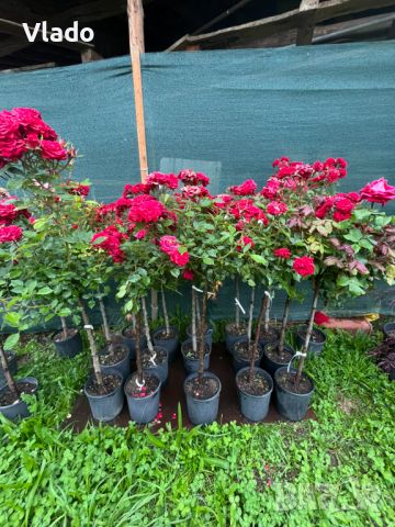 Щамбова роза - роза дръвче, снимка 2 - Градински цветя и растения - 45825575
