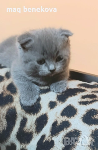 Прекрасни момичета шотландска клепоуха и правоуха!!!, снимка 11 - Британска късокосместа - 54061138