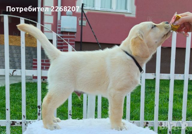 Labrador retriever puppies - Astorela kennel, снимка 2 - Лабрадор ретривър - 45256494