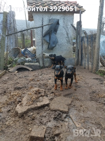 Продавам ягтериер мъжки 