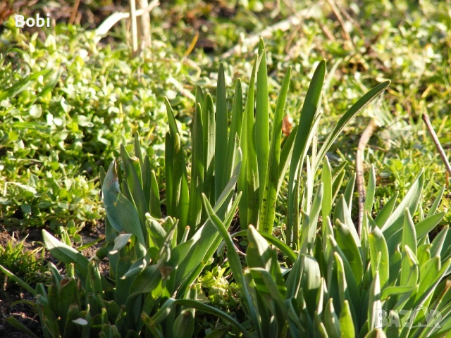 Fujifilm FinePix S5700, снимка 13 - Фотоапарати - 53655589