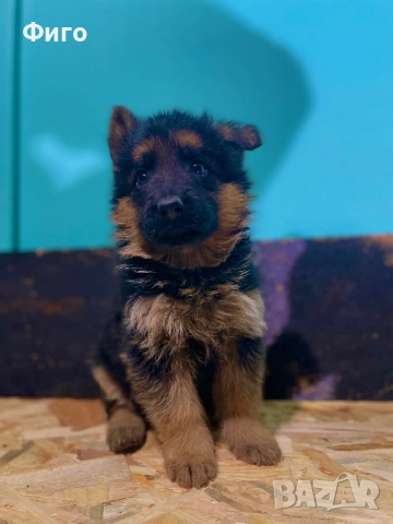 Немски Овчарки Родословни Родители 