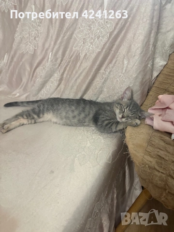 Подарявам котенца!