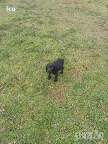 3 кученца курцхаар/кокер, снимка 6 - Курцхаар - 52969383