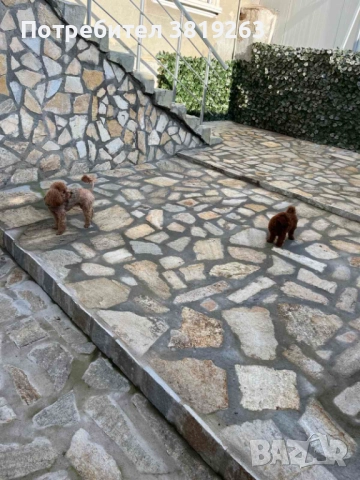 Пудел той мини