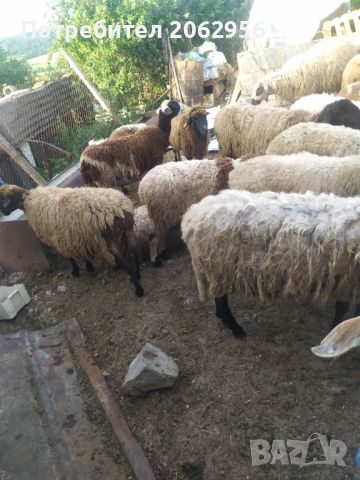 Продавам овце , снимка 9 - Овце - 46024030
