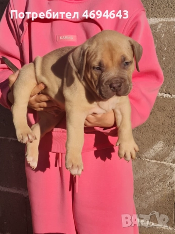 Американско Були XL, снимка 8 - Други - 52922235