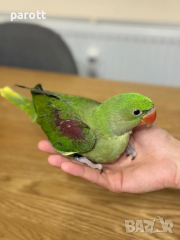 Ръчно хранен Голям Александър