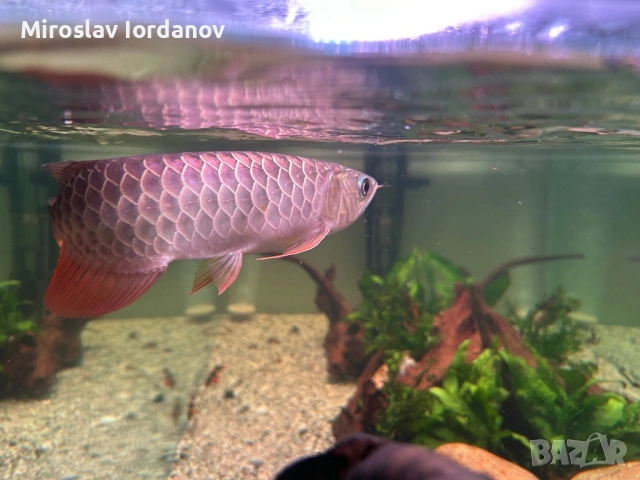 Arowana RTG, снимка 5 - Рибки - 54100964