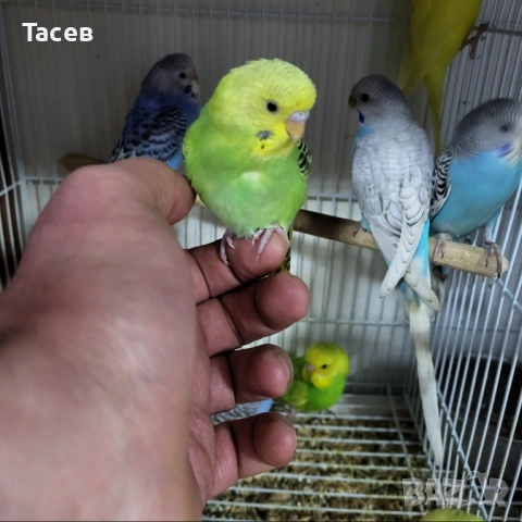 Вълнисти папагали