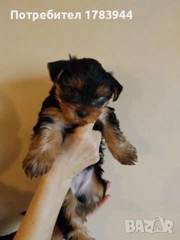 Женско йорки родено на 12.12.2025