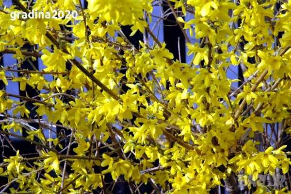 Форзиция, снимка 4 - Разсади - 52908203