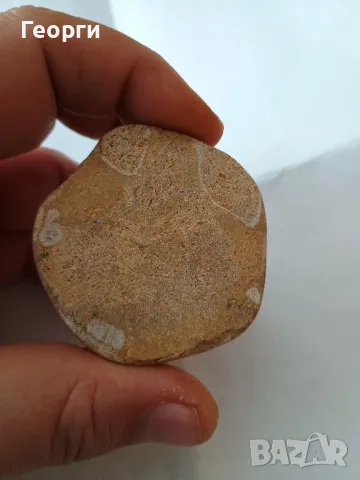 Фосил пясъчен долар, снимка 5 - Колекции - 50099263