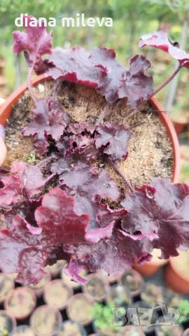  Хойхера Дворцово лилаво, Heuchera "Palace Purple"!!, снимка 4 - Градински цветя и растения - 46175493