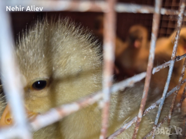 Продавам пилета и гъски, снимка 6 - Патици и гъски - 54177348