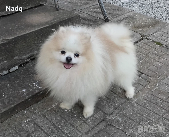 Померан , снимка 3 - Померан - 54101572