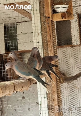 Сенегалска гургулица 