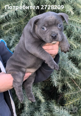 Американско Були Покет/American Bully Pocket , снимка 4 - Питбул - 52860044