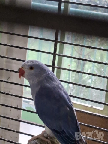 Продавам малки Александри