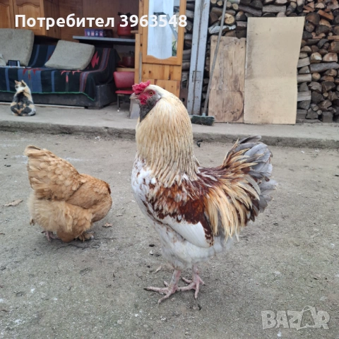 Петел амераукана 